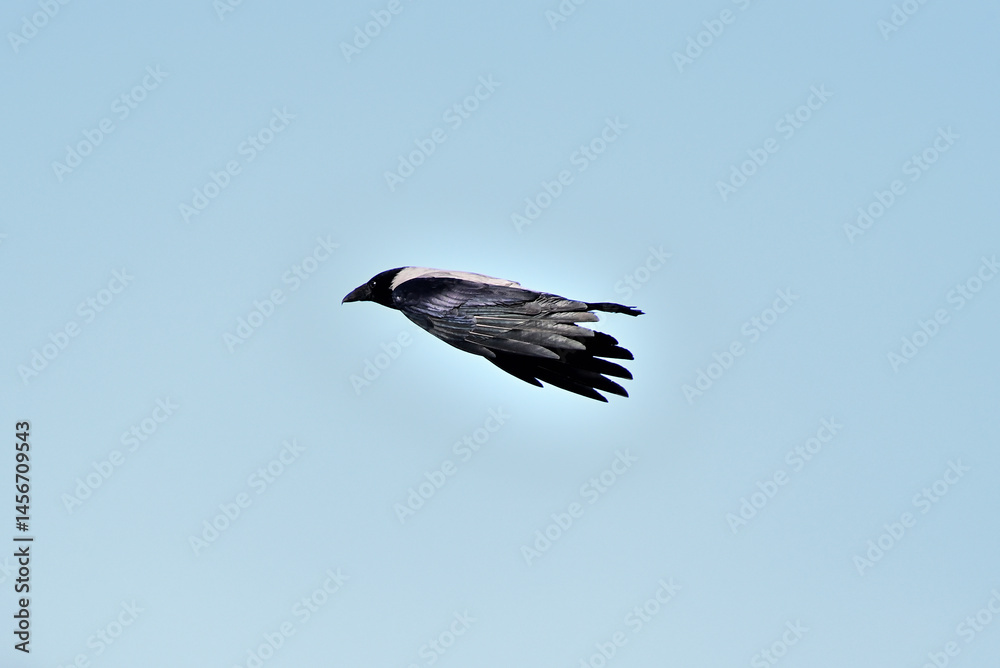 Fototapeta premium The crow pursues its prey with all its might.