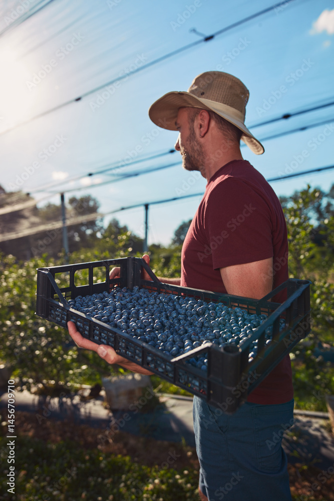 Farmer picking fresh blueberries on a farm.