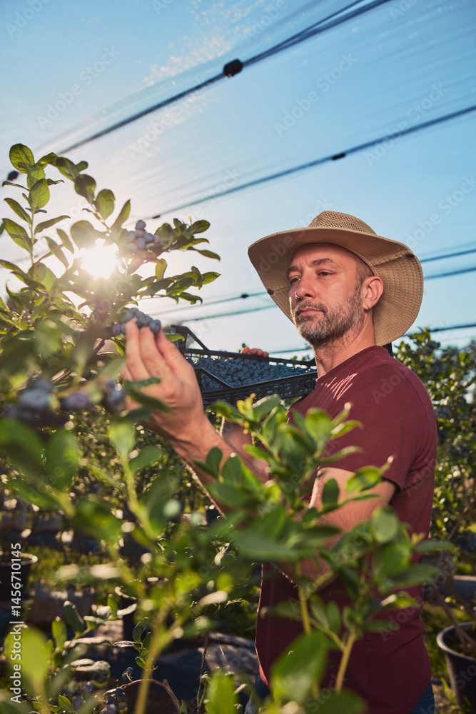 Farmer picking fresh blueberries on a farm.