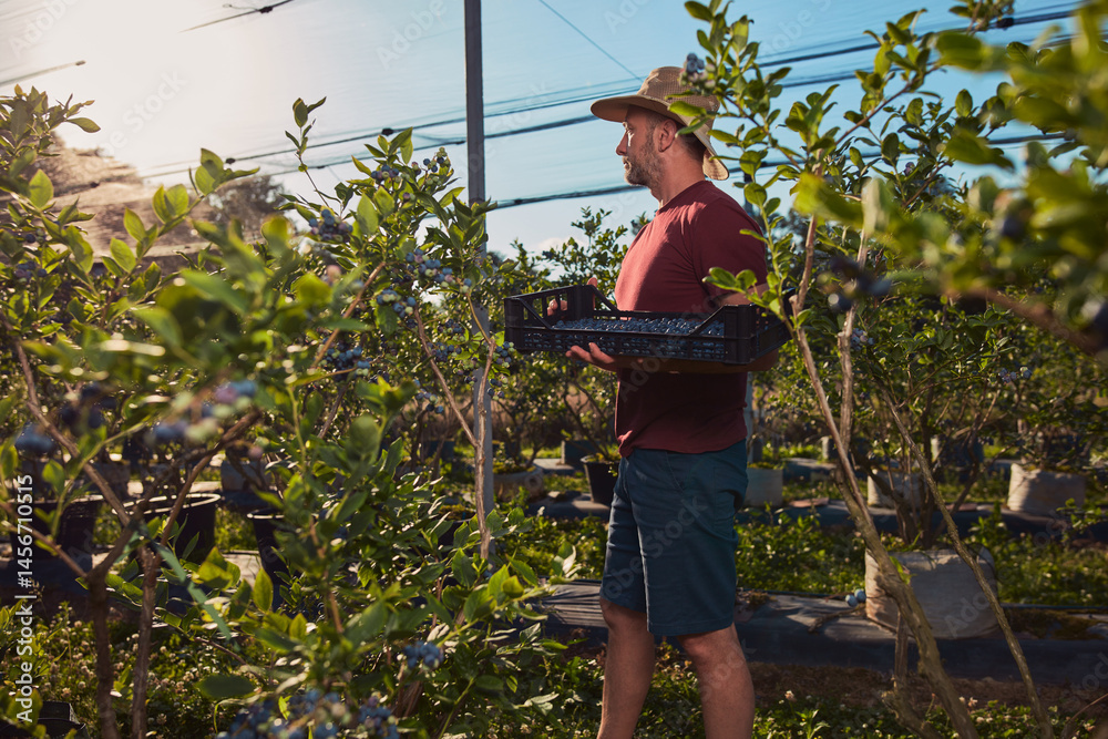 Farmer picking fresh blueberries on a farm.