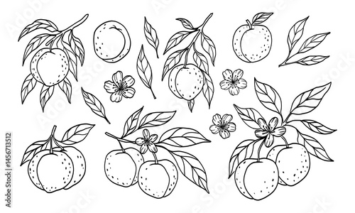 A drawing of fruit with a tree in the background. The fruit includes oranges, apples, and pears