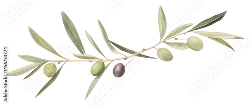 PNG Olives and olive leaves as divider line watercolour illustration plant food leaf.