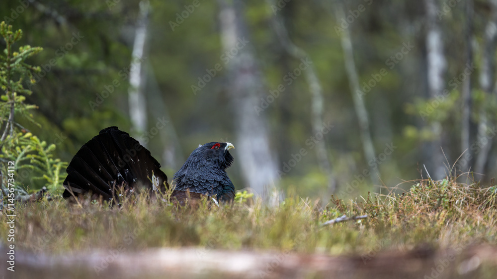 Western Capercaillie (Tetrao Urogallus) Wood Grouse at lek during the courting season