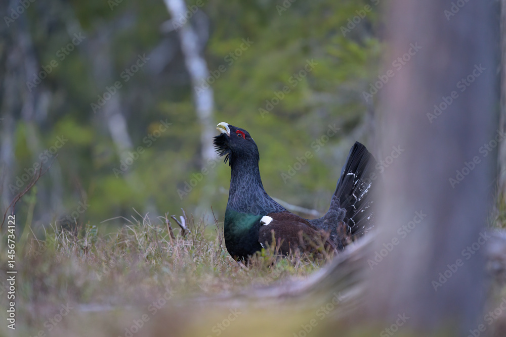 Western capercaillie (Tetrao urogallus) in forest