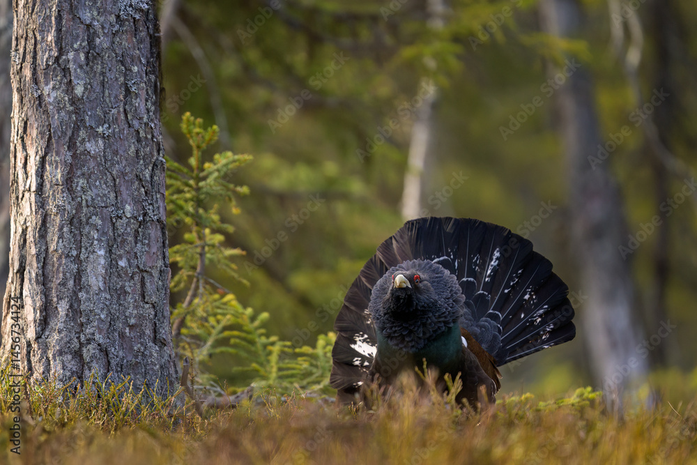 Western capercaillie (Tetrao urogallus) in forest