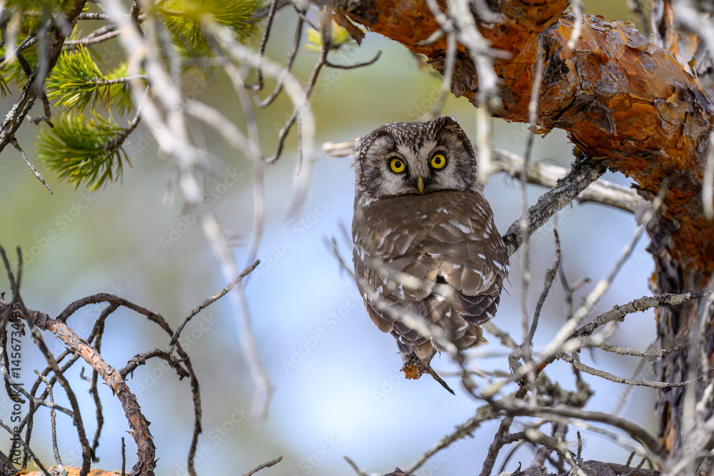 Eurasian pygmy owl (Glaucidium passerinum) in forest