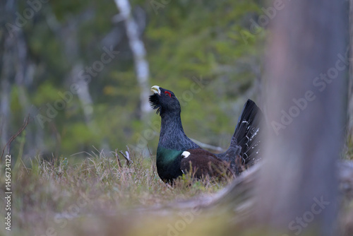 Obraz na płótnie Western capercaillie (Tetrao urogallus) in forest w salonie