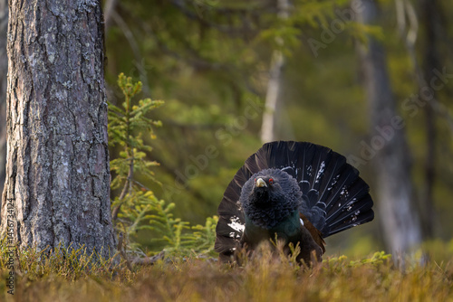 Obraz na płótnie Western capercaillie (Tetrao urogallus) in forest w salonie