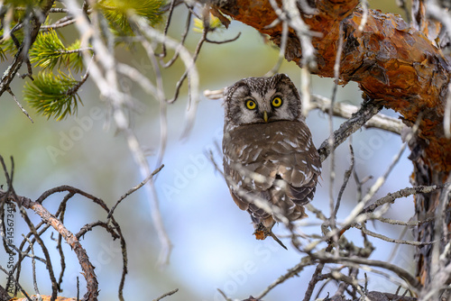Eurasian pygmy owl (Glaucidium passerinum) in forest