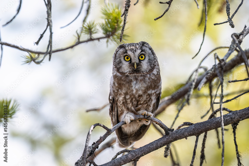 Eurasian pygmy owl (Glaucidium passerinum) in forest