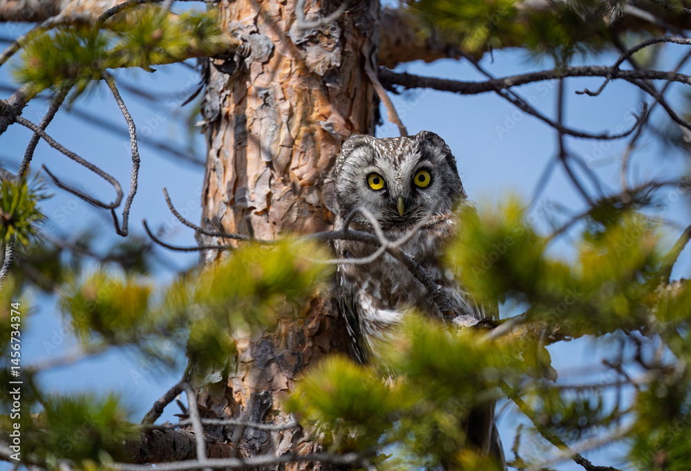 Eurasian pygmy owl (Glaucidium passerinum) in forest