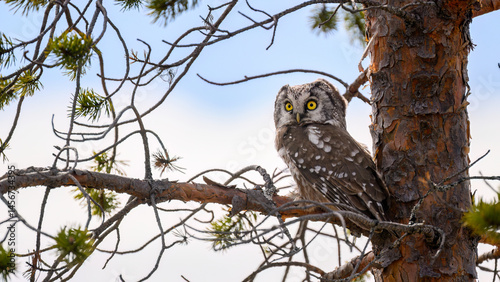 Obraz na płótnie Eurasian pygmy owl (Glaucidium passerinum) in forest w salonie