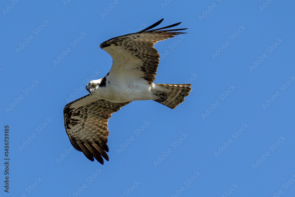 Fototapeta premium osprey in flight