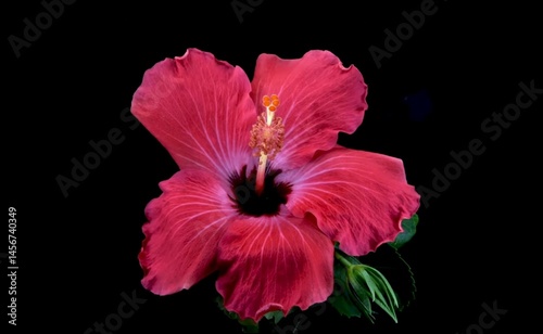 Red Hibiscus flower bloom on black background.