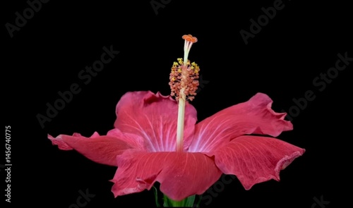 Red Hibiscus flower bloom on black background.