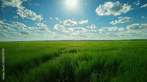 Vast green field under a bright sky