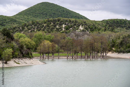 a grove of swamp cypress in a lake in natural conditions on a sunny spring day in the vicinity of Anapa