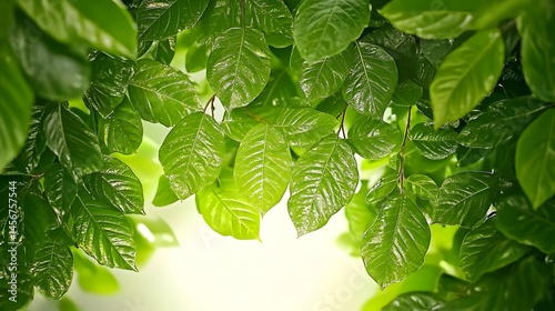 Lush green foliage, vibrant leaves illuminated by soft sunlight, creating a natural, tranquil scene