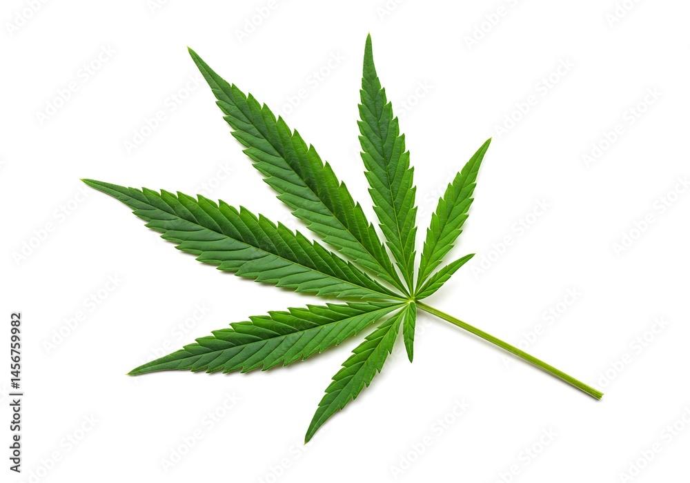 A single cannabis leaf with seven points isolated on a plain white background in a studio shot A single cannabis leaf with seven points isolated on a plain white background in a studio shot