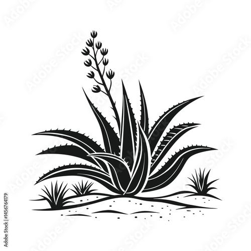 Monochrome Agave _ A Graphic Botanical Illustration photo
