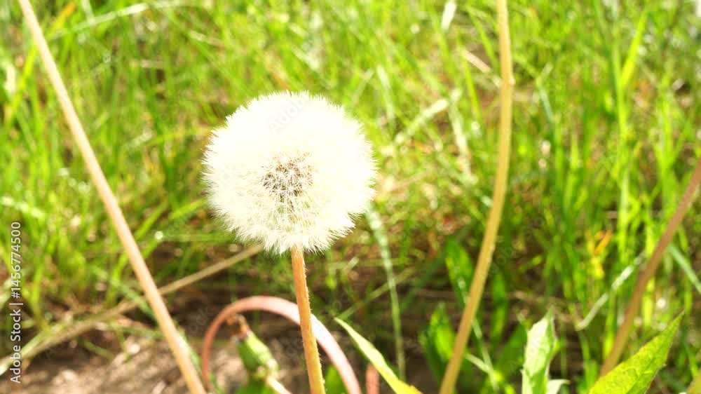 dandelion in the grass