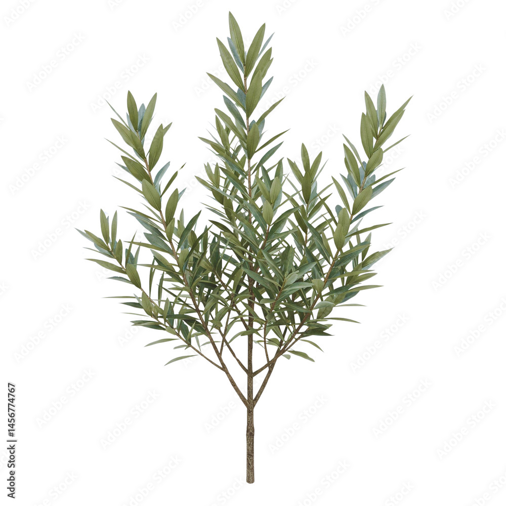 Fototapeta premium green tree isolated on white background