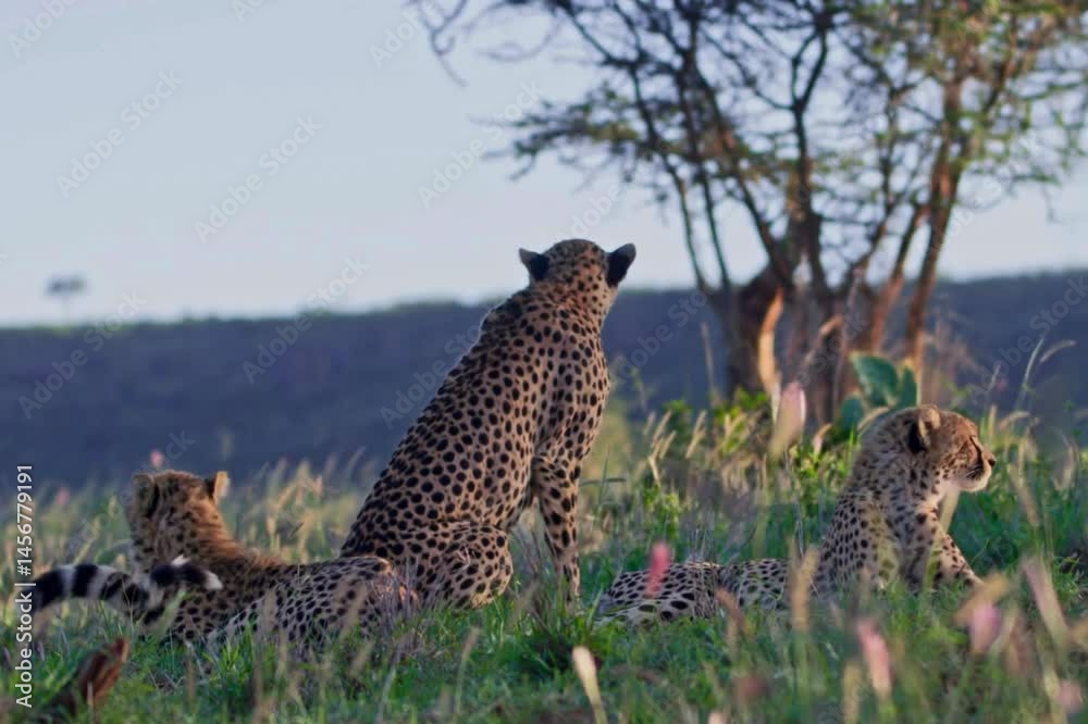 A cheetah running chases a moving target attached to a rope at a cheetah