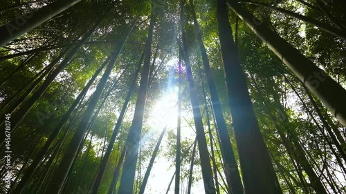 Bamboo forest creates a beautiful halo effect from sunlight shining through trees in scenic nature view