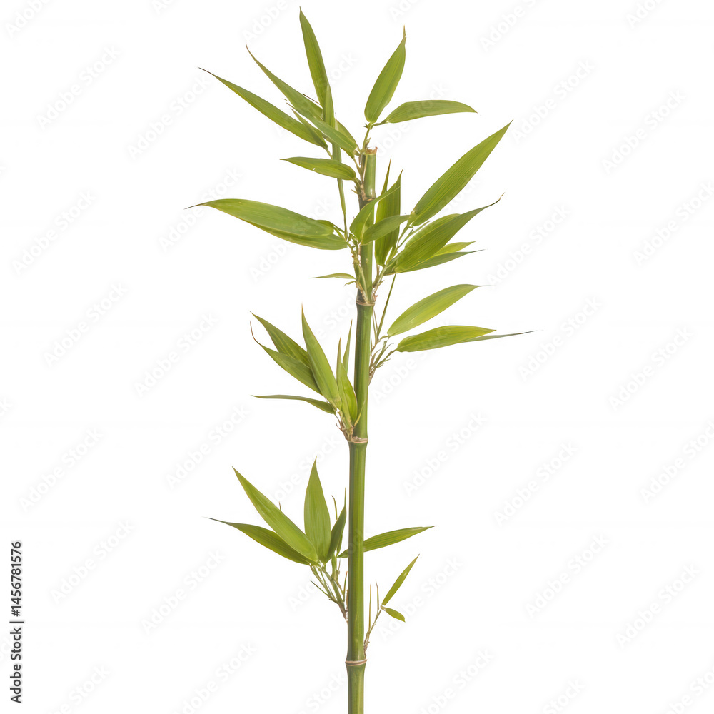 Fototapeta premium Fresh green bamboo plant with slender stems and vibrant leaves, ideal for gardening, decoration, or nature-themed projects, isolated on a white background.