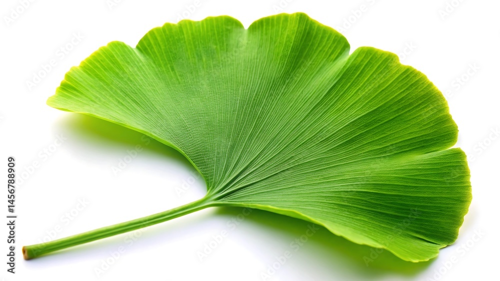 Fototapeta premium Beautiful ginkgo green leaf isolated on white background