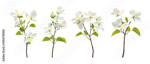 Wallpaper Mural Apple Blossom Sprigs Against Transparent Background Torontodigital.ca