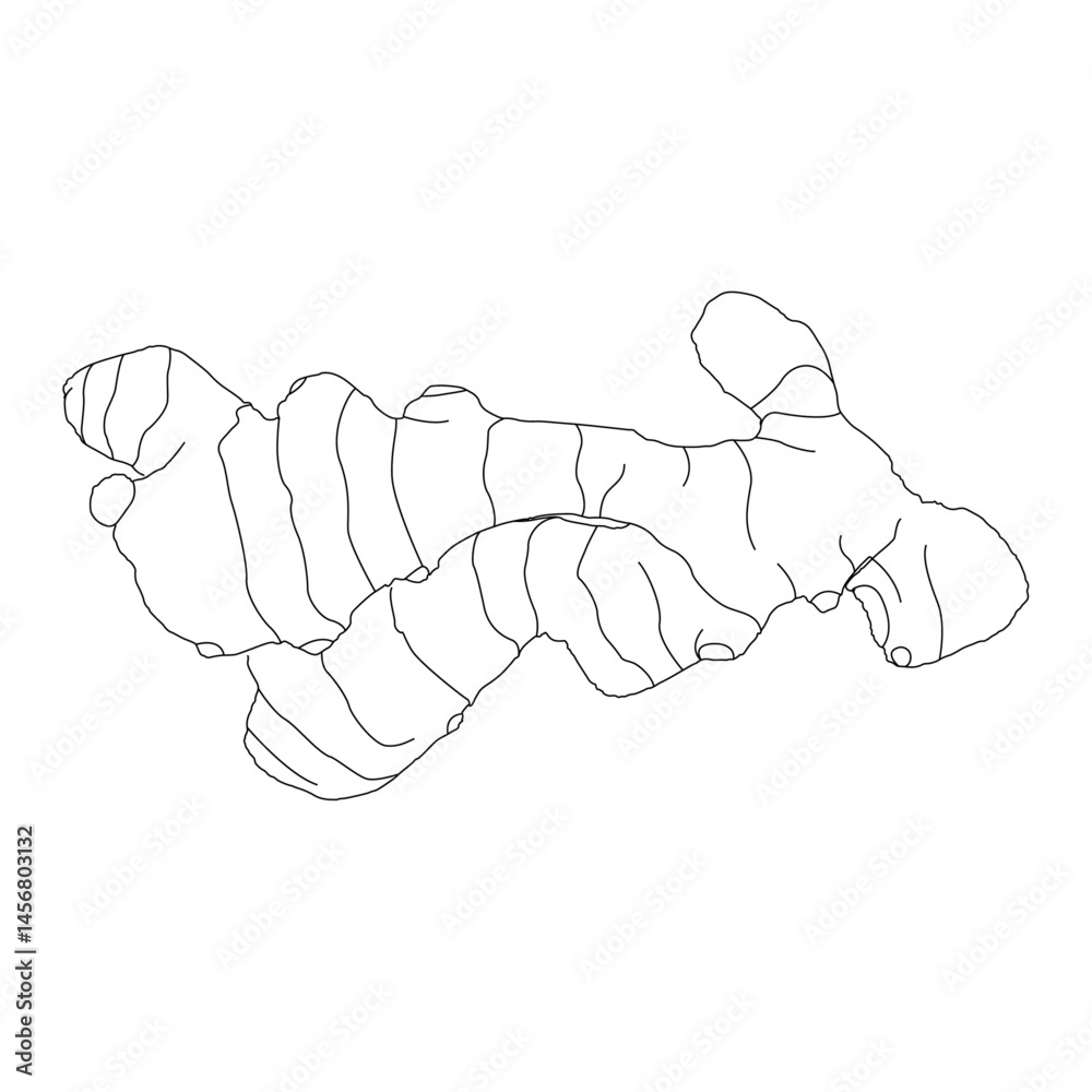 Ginger line art vector design. Ginger outline illustration design. Ginger line art vector design. Ginger outline illustration design.