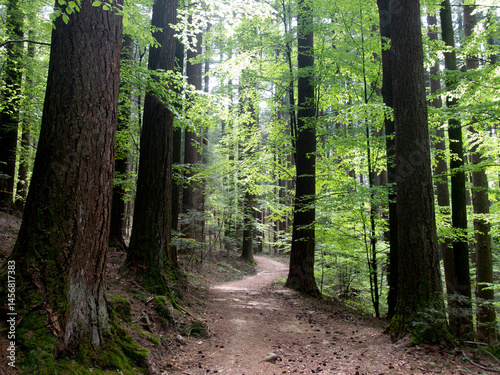 Italia, Toscana, Firenze, alberi della foresta biogenetica di Vallombrosa.