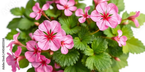 Delicate pink geranium blossoms and lush green foliage isolated on white, delicate, garden