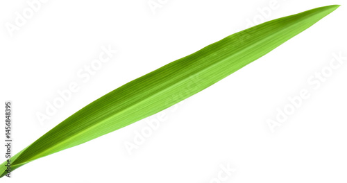 Single vibrant green leaf isolated, transparent background png