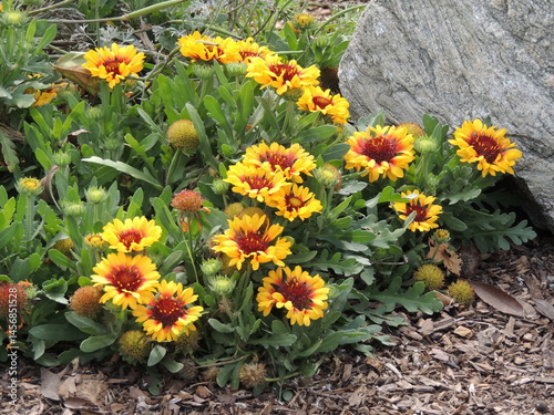 Fototapeta Naklejka Na Ścianę i Meble -  yellow flowers in the garden