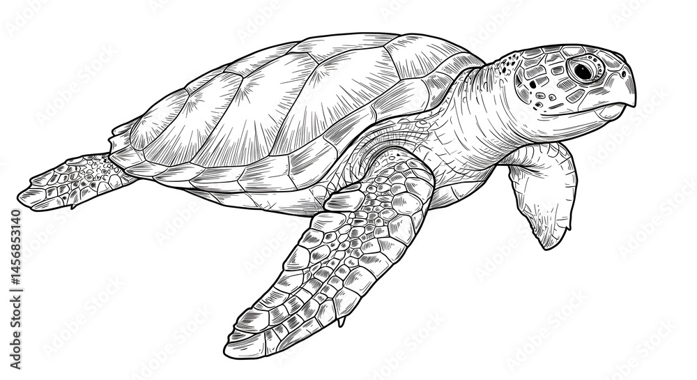 Fototapeta premium Detailed Sea Turtle Line Art Illustration on White Background