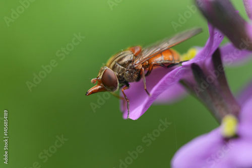 Closeup on a Common red snout-fly, Rhingia campestris on a purple wallflower