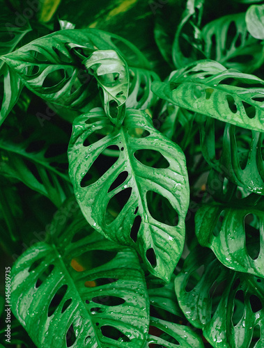 Monstera adansonii is a popular plant among the community, characterized by having medium-sized holes. This image can be used for articles, scientific papers, illustrations, and many other purposes.