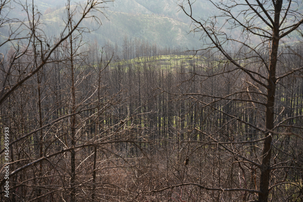 Obraz premium Burnt Forest in Gallipoli, Canakkale, Turkiye