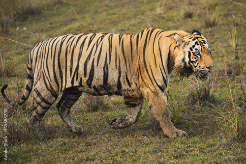 Male Royal Bengal Tiger on prowl in natural habitat of Tadoba Andhari Tiger Reserve