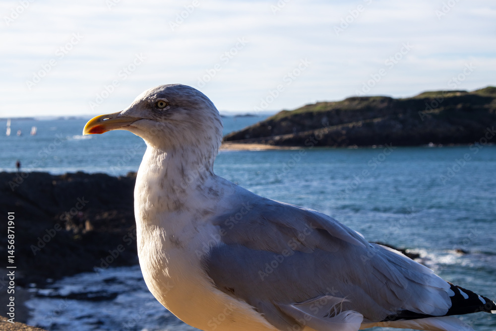 seagull on the beach