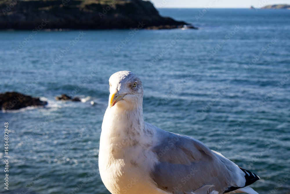 seagull on the rock