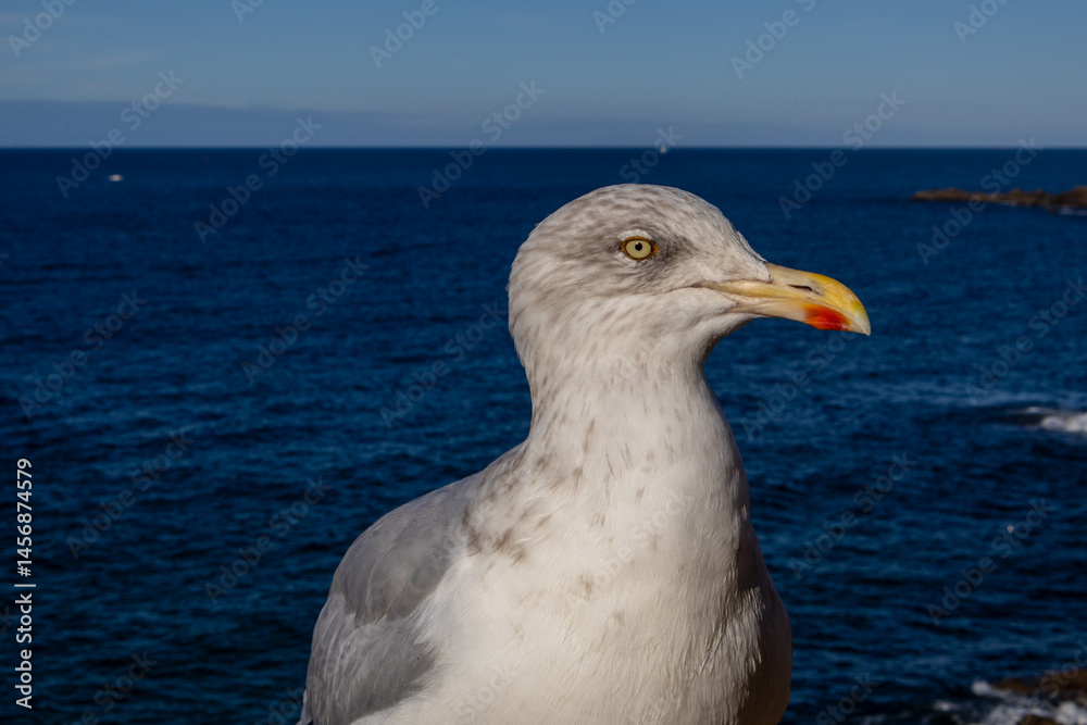 seagull on the rocks