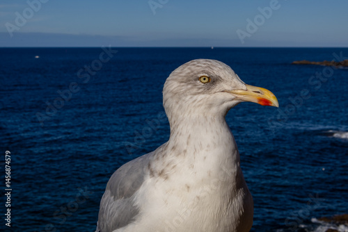 Obraz na płótnie seagull on the rocks w salonie