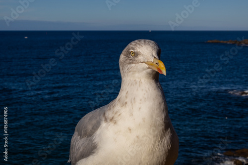 Obraz na płótnie seagull on the rock w salonie