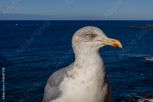 seagull on the rocks