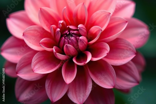 Close-up dahlia petals, layered design, rich hues, purple, wallpaper, colorful