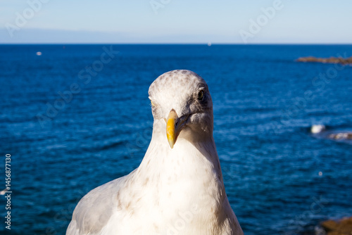 Obraz na płótnie seagull on the sea w salonie