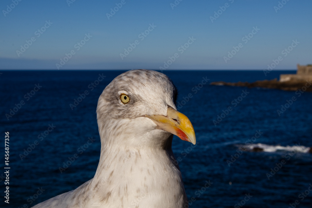 seagull on the pier